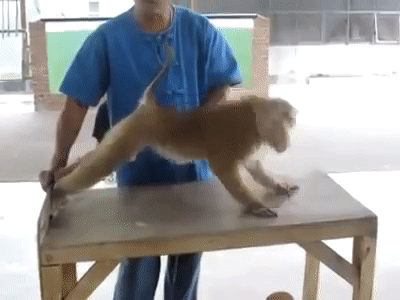 Monkey_Push_Ups_Exercise_Funny_Push_Up_Monkey_Exercise_Video_2.gif