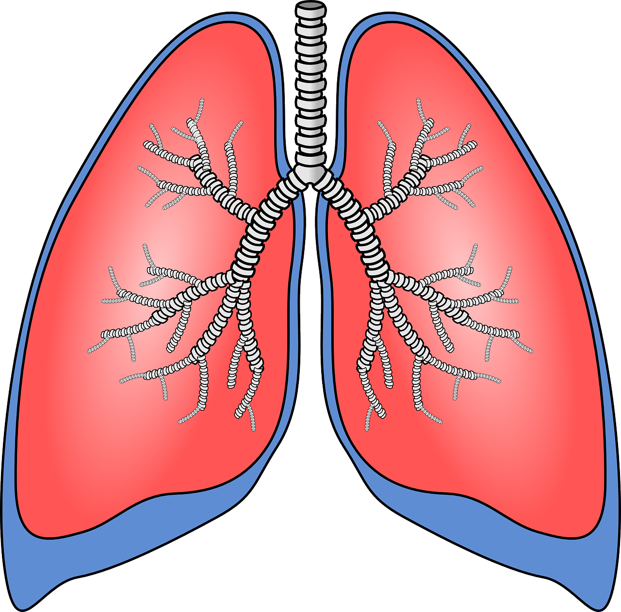 https://storage.needpix.com/rsynced_images/lungs-154282_1280.png