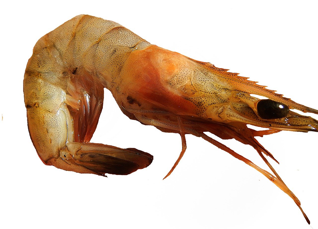 https://storage.needpix.com/rsynced_images/shrimp-2393818_1280.jpg