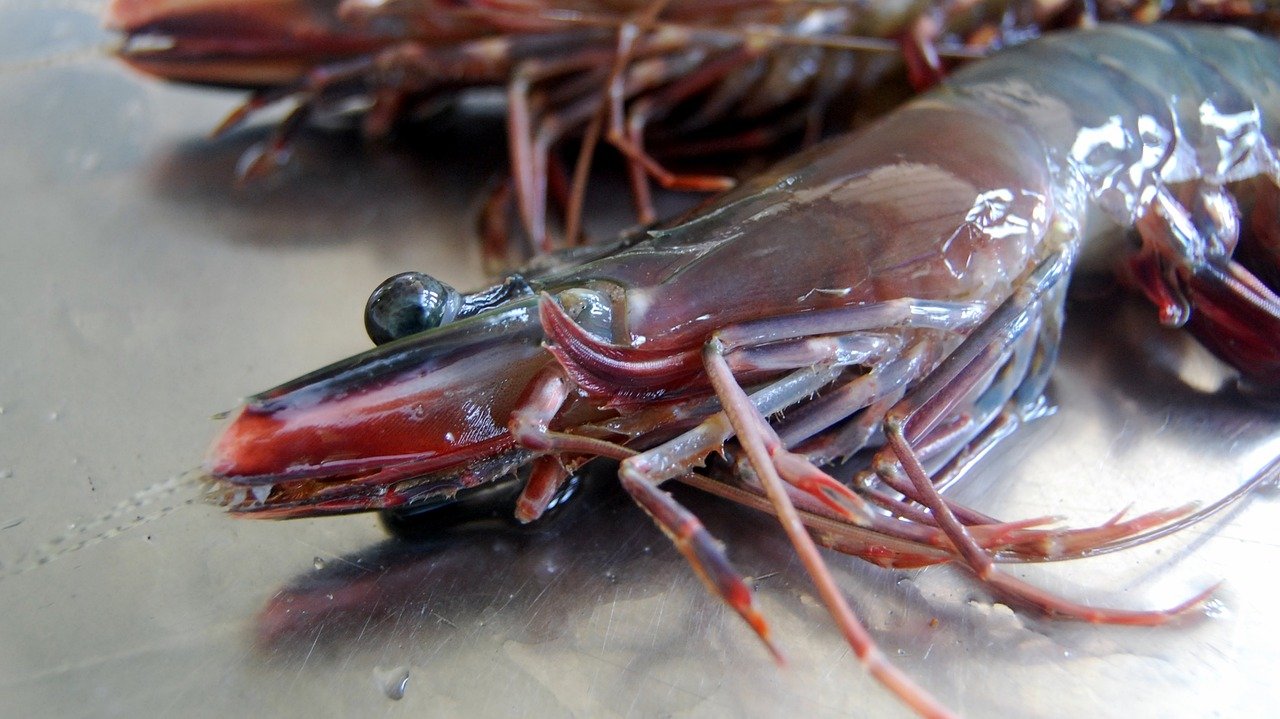 https://storage.needpix.com/rsynced_images/tiger-prawn-3715462_1280.jpg