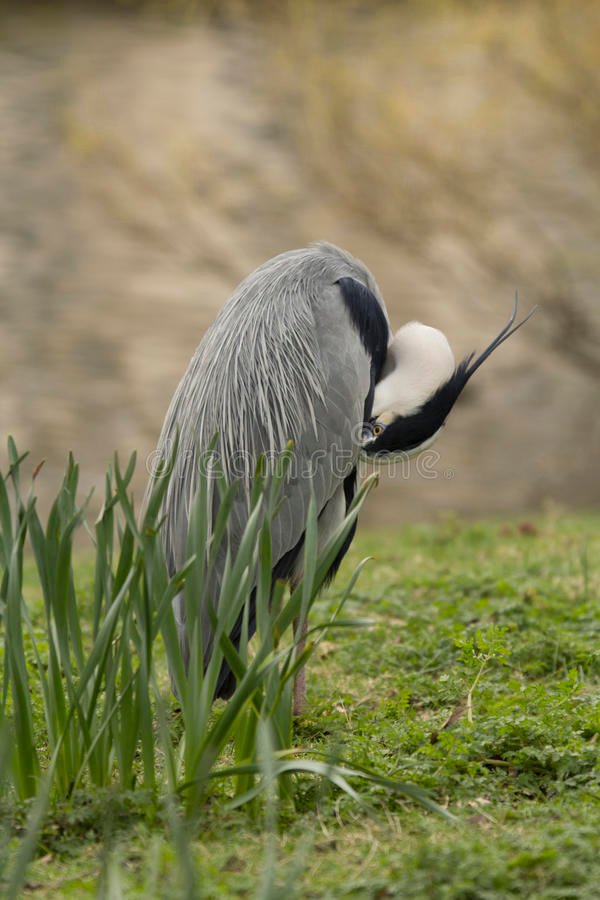 Garza dormida