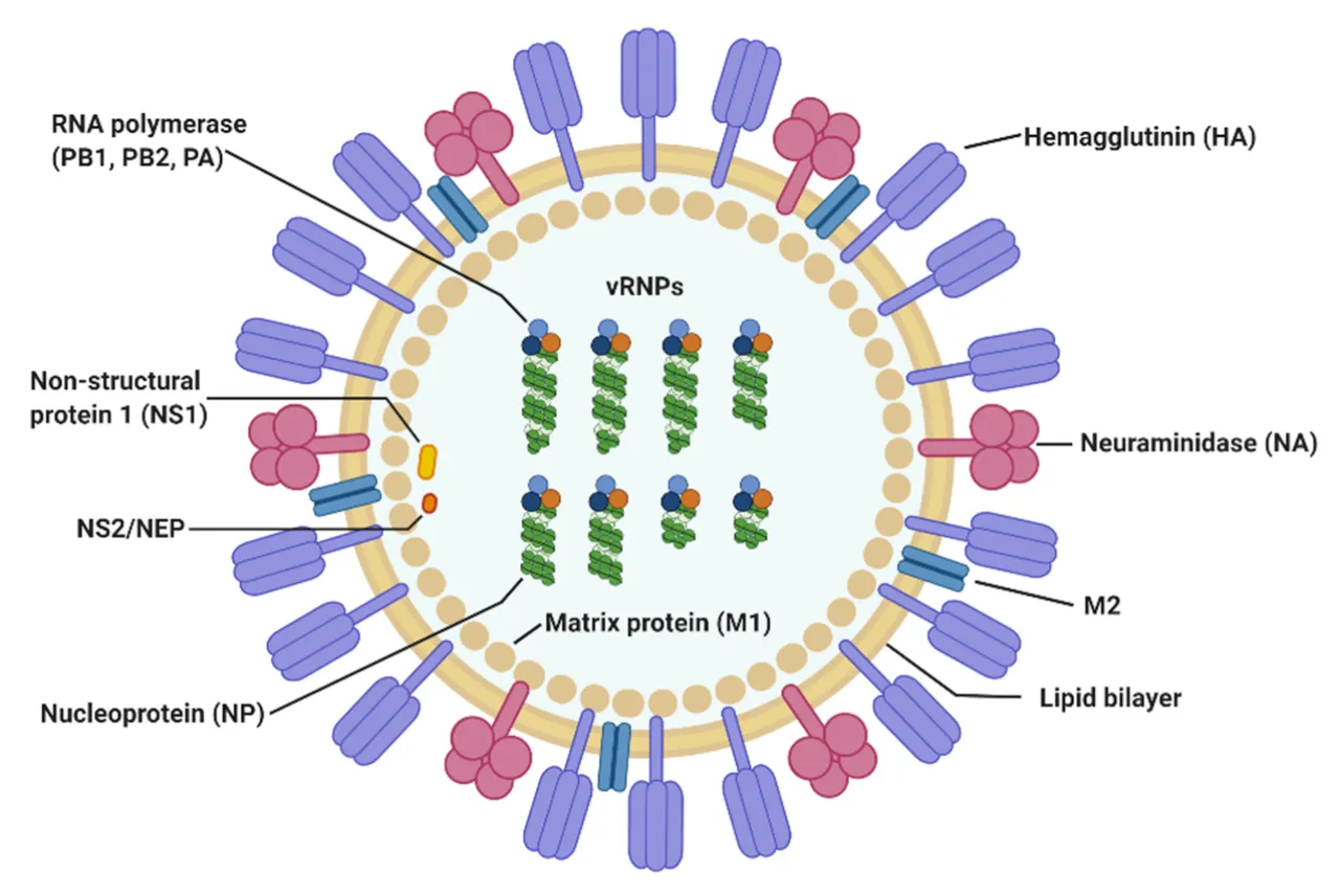 https://upload.wikimedia.org/wikipedia/commons/0/00/Viruses-12-00504-g001.webp