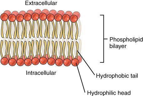 https://upload.wikimedia.org/wikipedia/commons/1/15/0302_Phospholipid_Bilayer.jpg