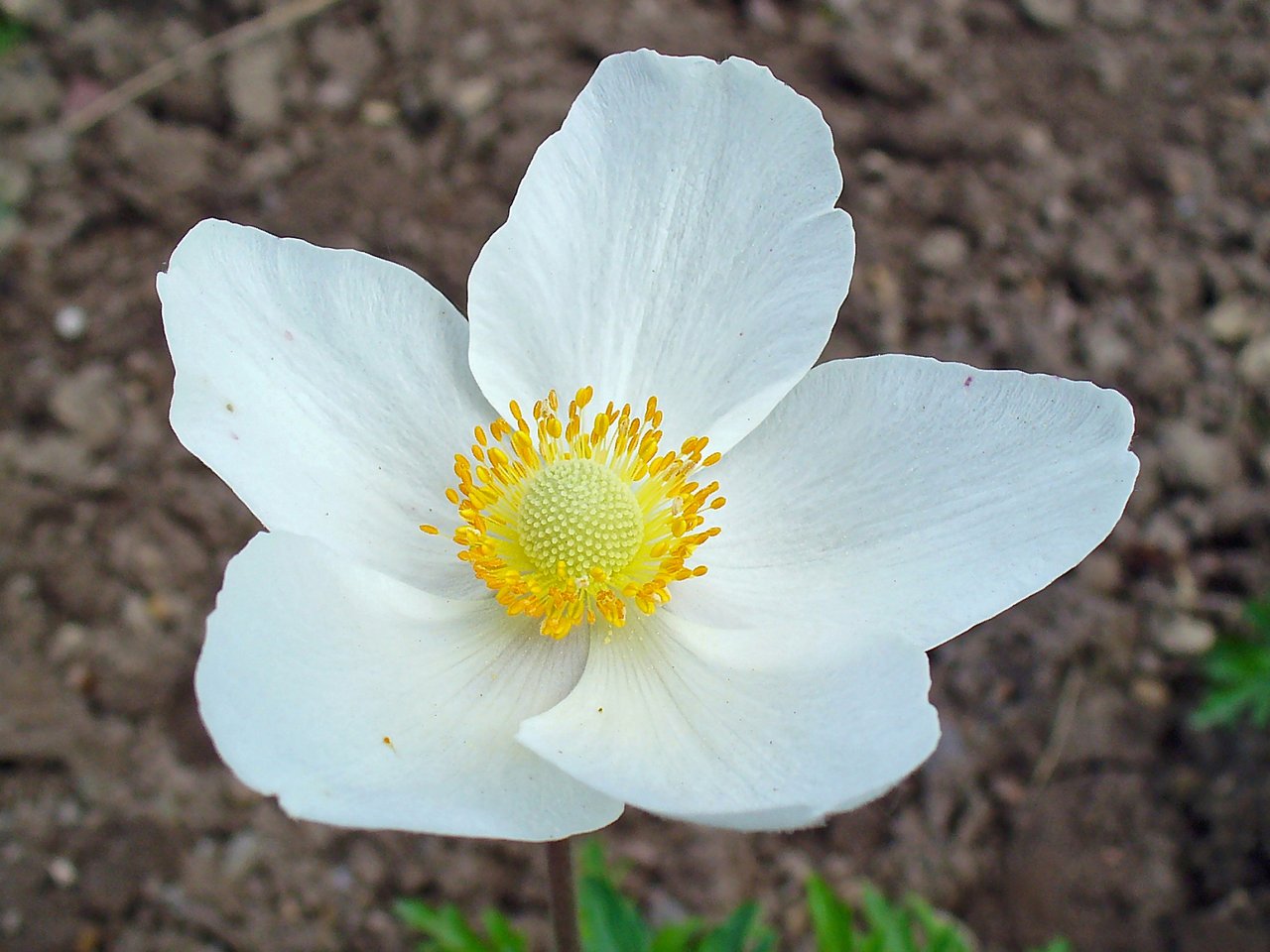 https://upload.wikimedia.org/wikipedia/commons/3/35/Anemone_sylvestris_002.JPG