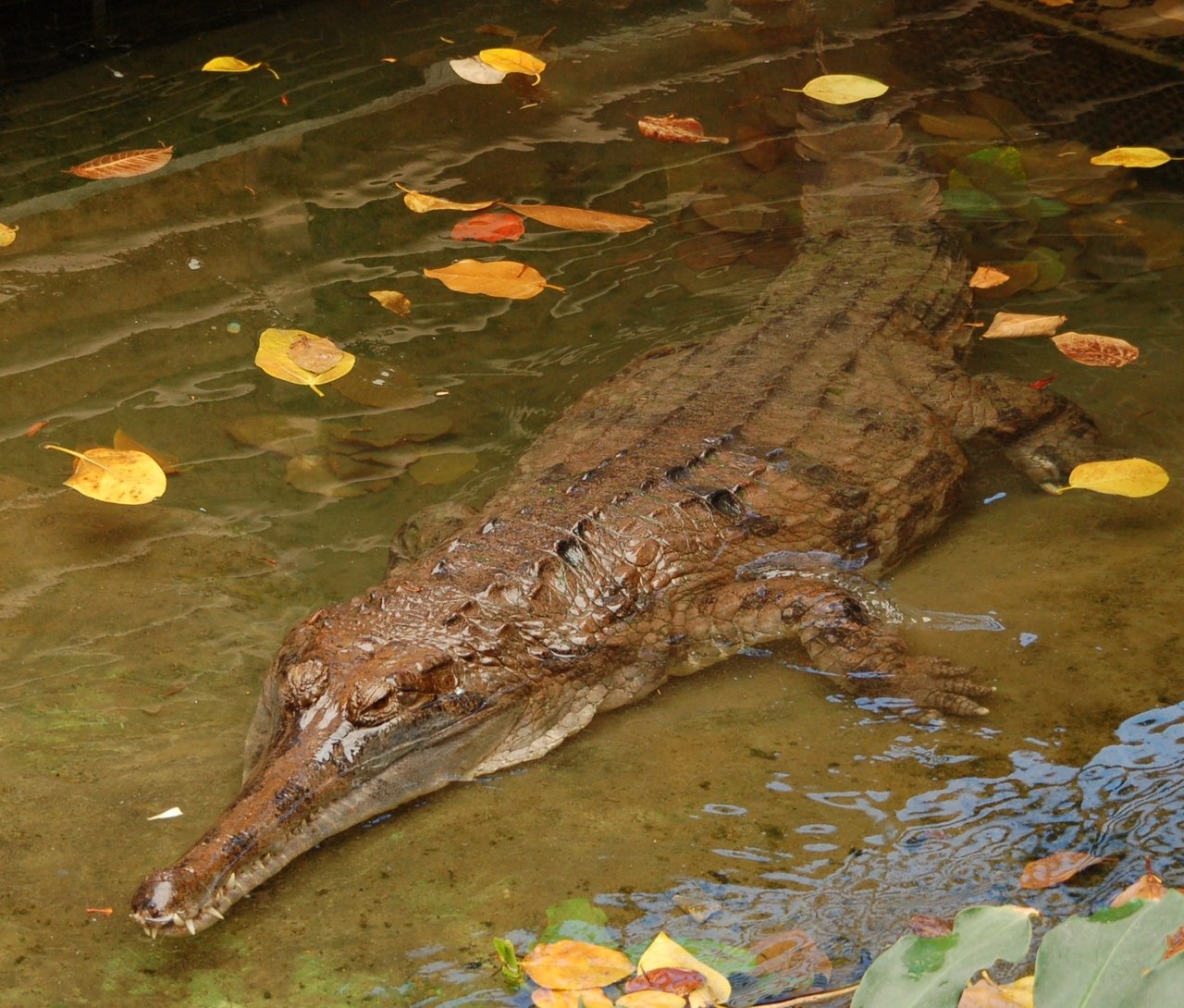 A new species of crocodile has been described for the first time in over 80  years!