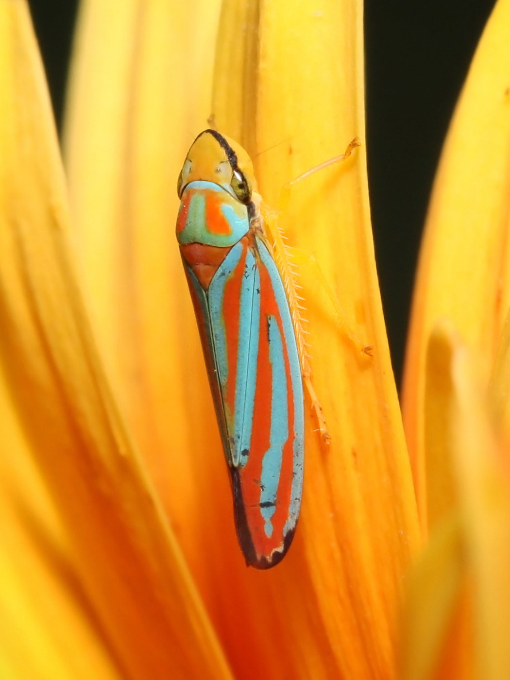 Graphocephala coccinea Kaldari 02.jpg