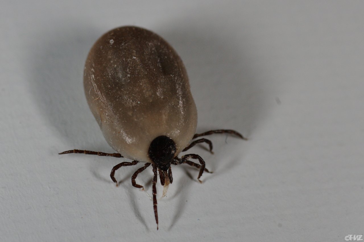 https://upload.wikimedia.org/wikipedia/commons/7/77/Ixodes_ricinus_08.jpg