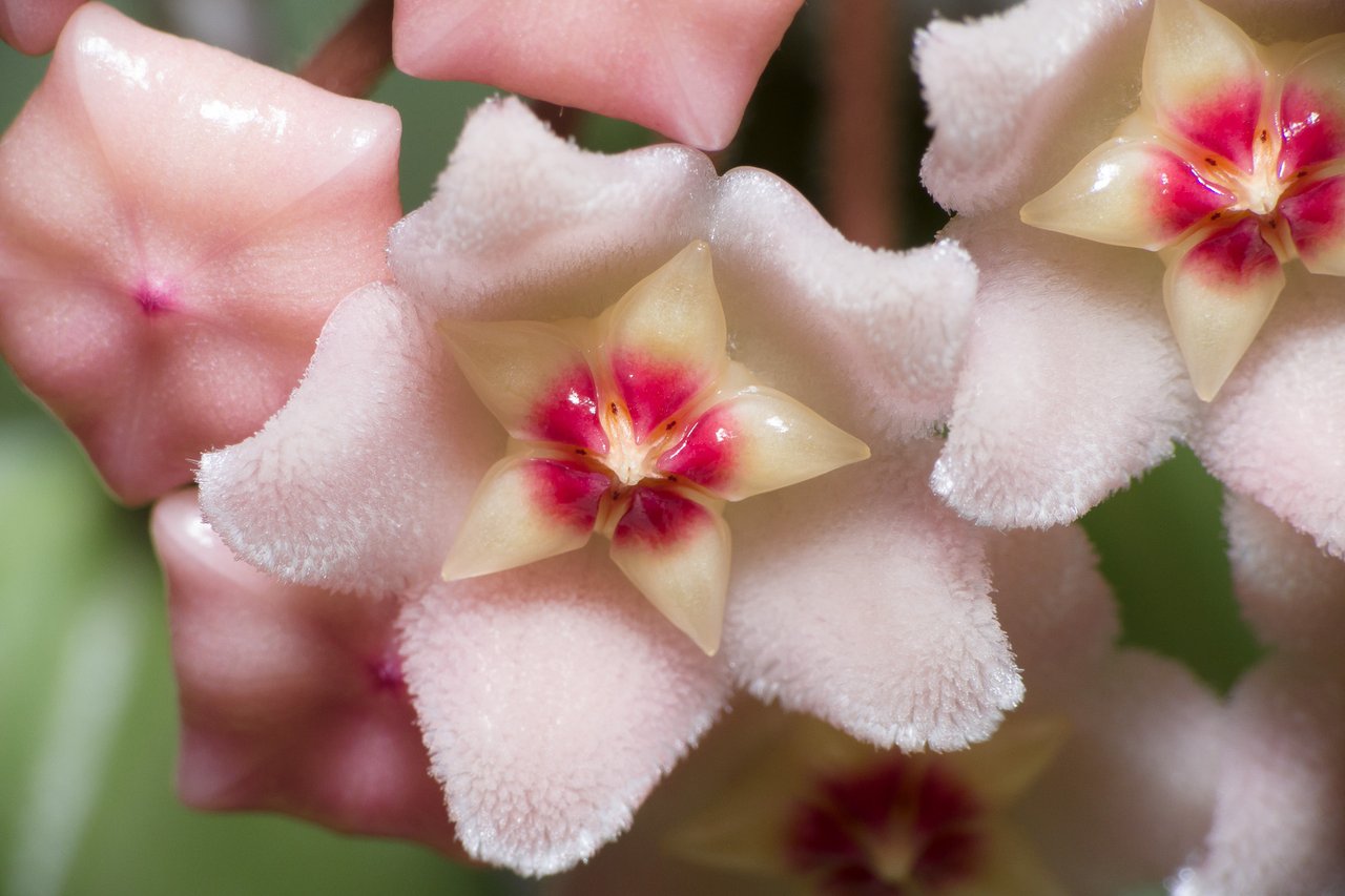 https://upload.wikimedia.org/wikipedia/commons/7/79/Hoya_carnosa_flowers.jpg