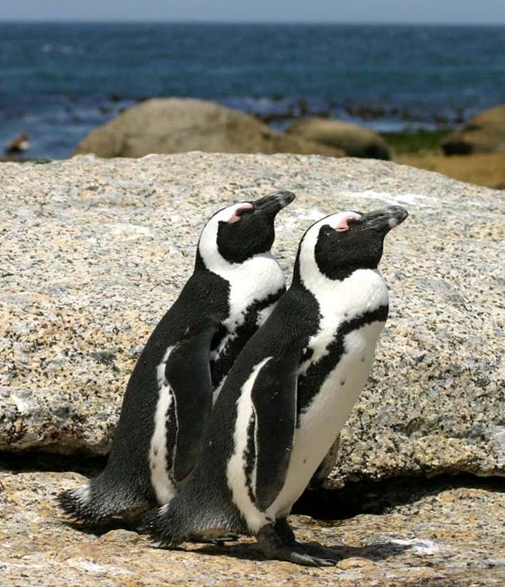 https://upload.wikimedia.org/wikipedia/commons/8/83/African_penguins_Boulder_Bay_1.jpg