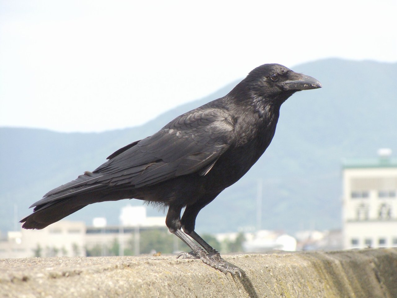 https://upload.wikimedia.org/wikipedia/commons/8/85/Carrion_crow_20090612.jpg