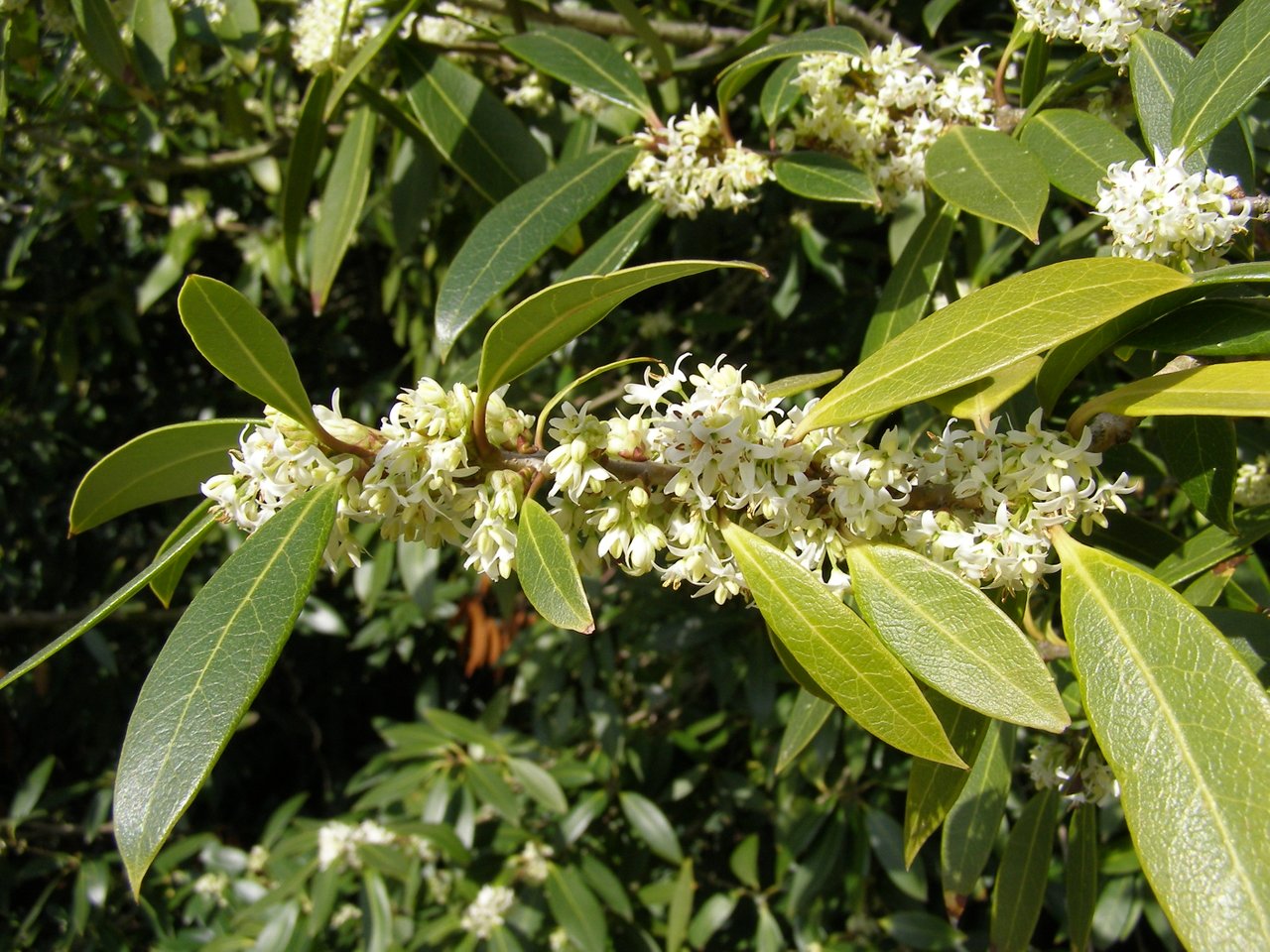 https://upload.wikimedia.org/wikipedia/commons/8/86/Osmanthus_decorus.jpg