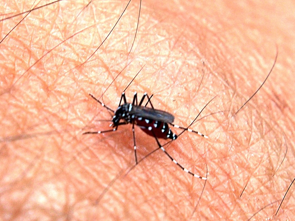 https://upload.wikimedia.org/wikipedia/commons/9/91/Aedes_aegypti_mosquito.jpg