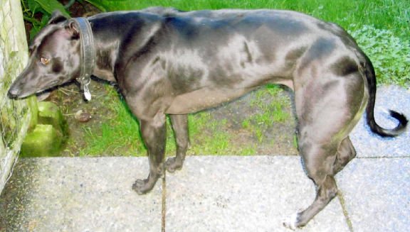 Bully greyhound deals