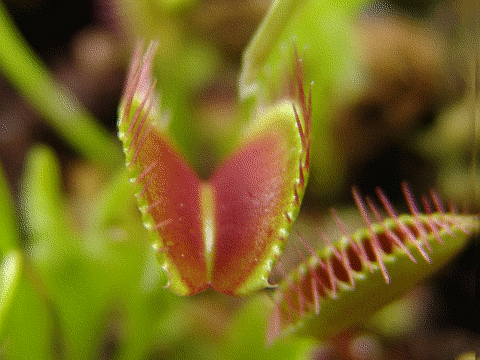 Venus flytrap feeding
