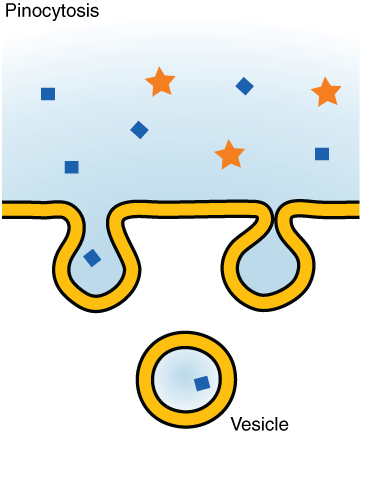 https://upload.wikimedia.org/wikipedia/commons/a/a5/0309_Pinocytosis.png