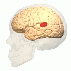 Human brain with Wernicke's area highlighted in red