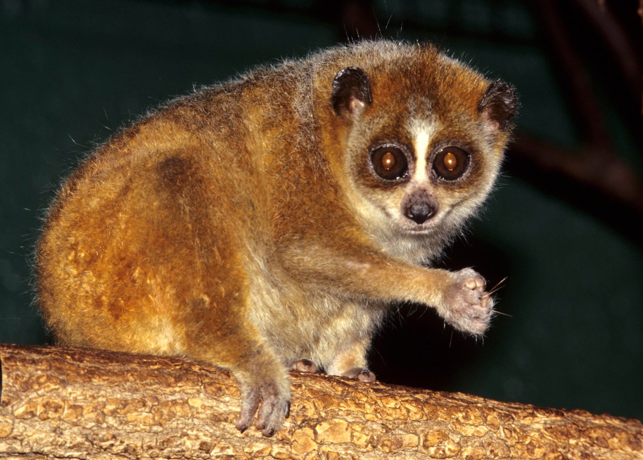 https://upload.wikimedia.org/wikipedia/commons/d/db/Nycticebus_pygmaeus_004.jpg