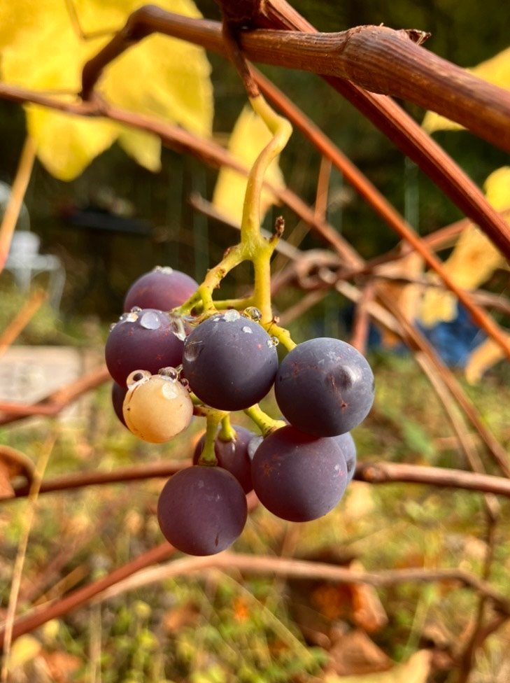 “Got Grapes?”😇………My Actifit Report Card: October 14 2026