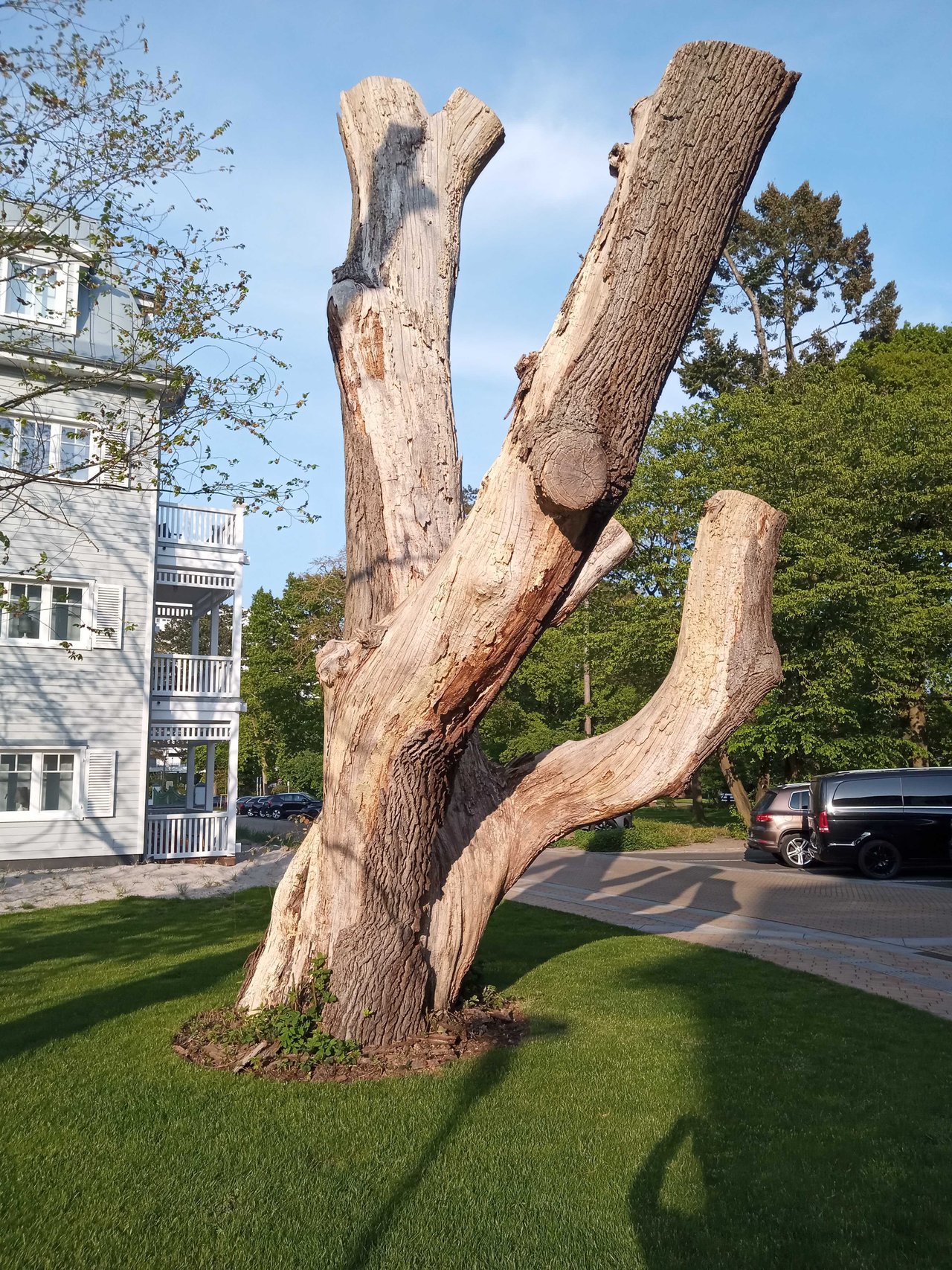 Natur - Bäume/Trees - Actifit - 2023-05-22