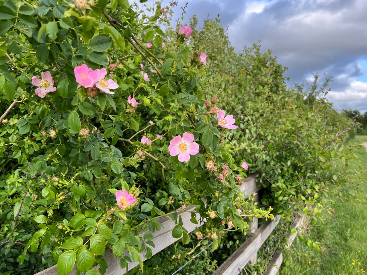 Dog Rose