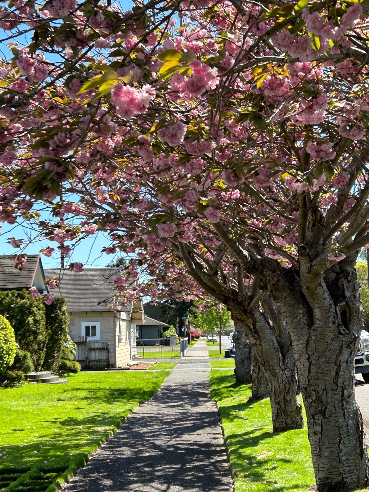 Cherry Blossom Tree