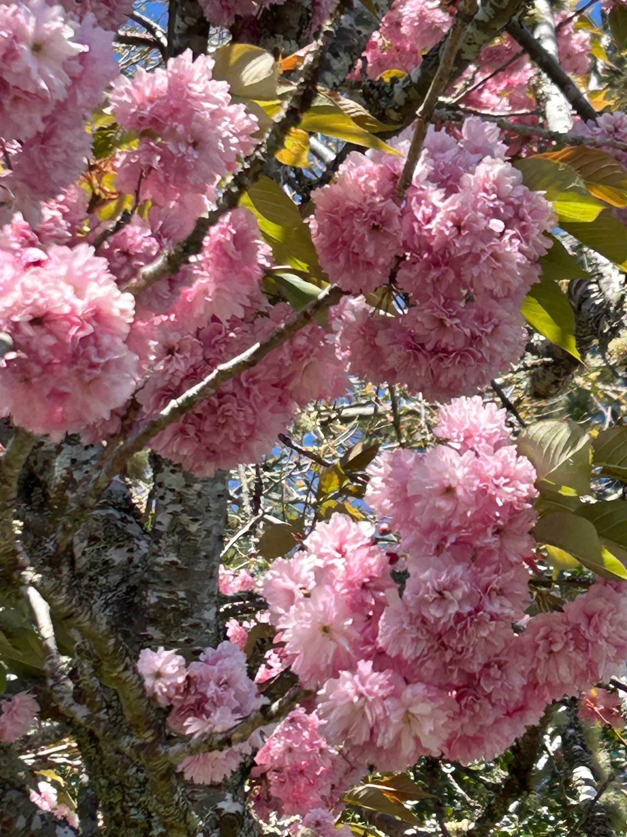 Pink Cherry Blossoms