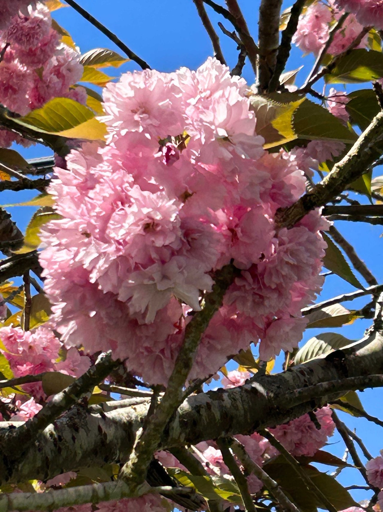 Cherry Blossom Flowers