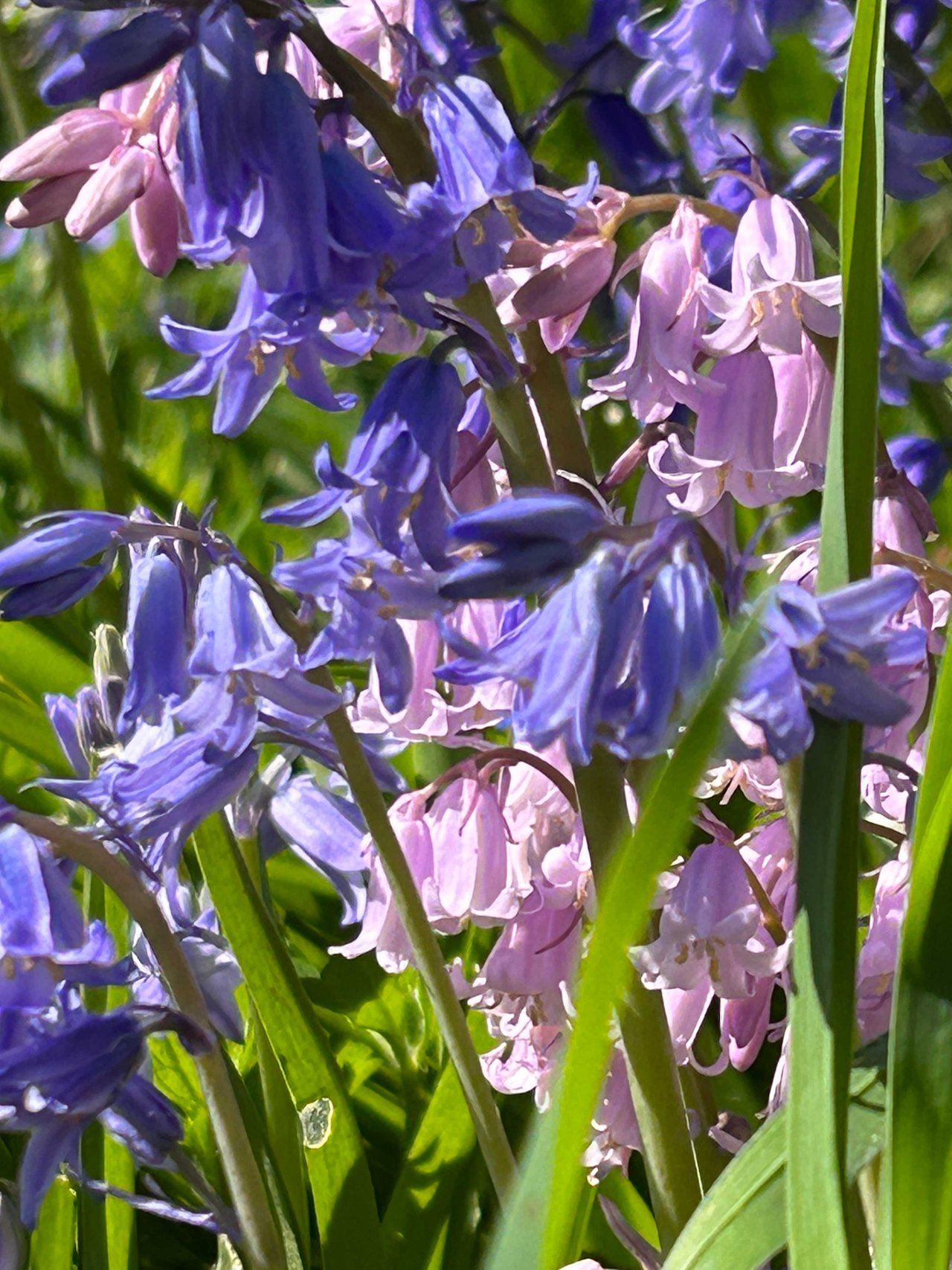 Blue Bells