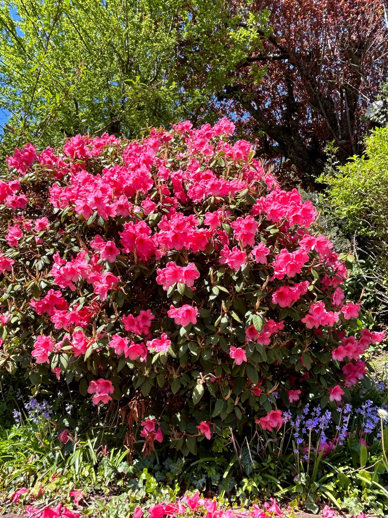 Magenta Azaleas