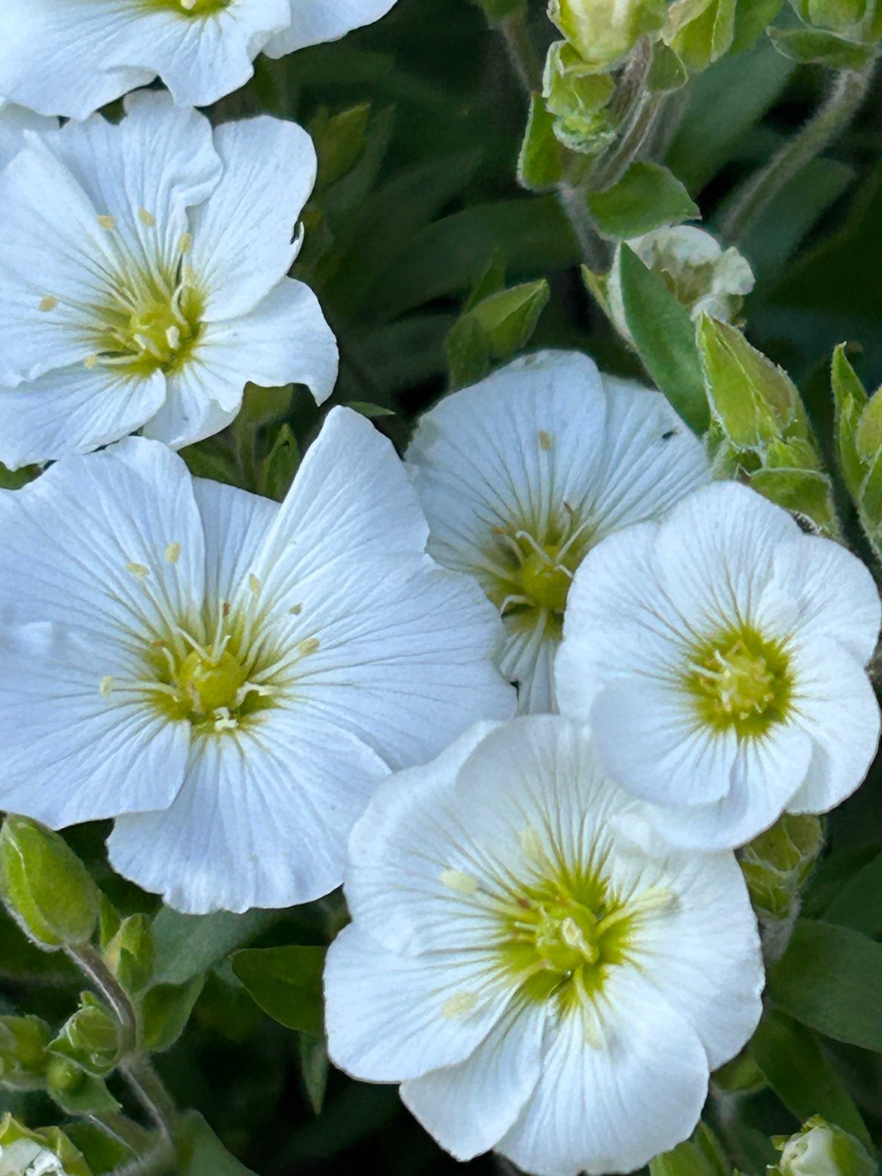 White Button Flowers