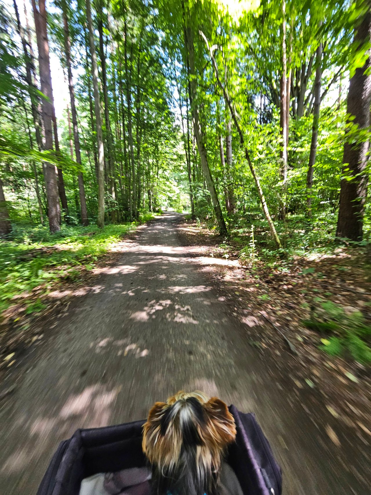 https://usermedia.actifit.io/96d5fa67-4695-454d-8545-622eded7a9a3.jpg