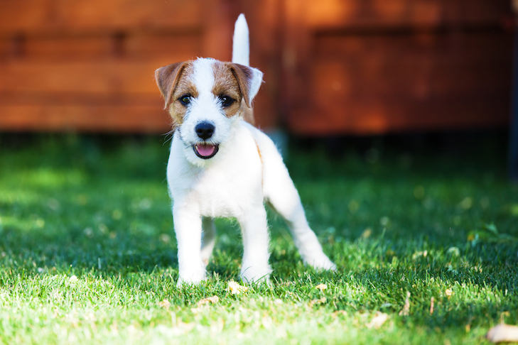 https://www.akc.org/wp-content/uploads/2021/08/Parson-Russell-Terrier-puppy-standing-in-the-yard.png