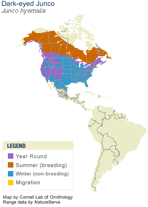 dark eyed dark-eyed junco range map allaboutbirds image.jpg