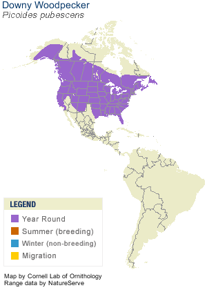 downy woodpecker range map allaboutbirds image.png