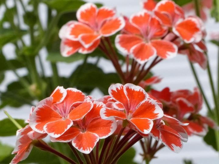 https://www.almanac.com/sites/default/files/users/Almanac%20Staff/geranium-orange_full_width.jpg