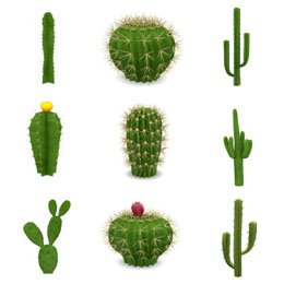 Cactus: Amazing uses and benefits