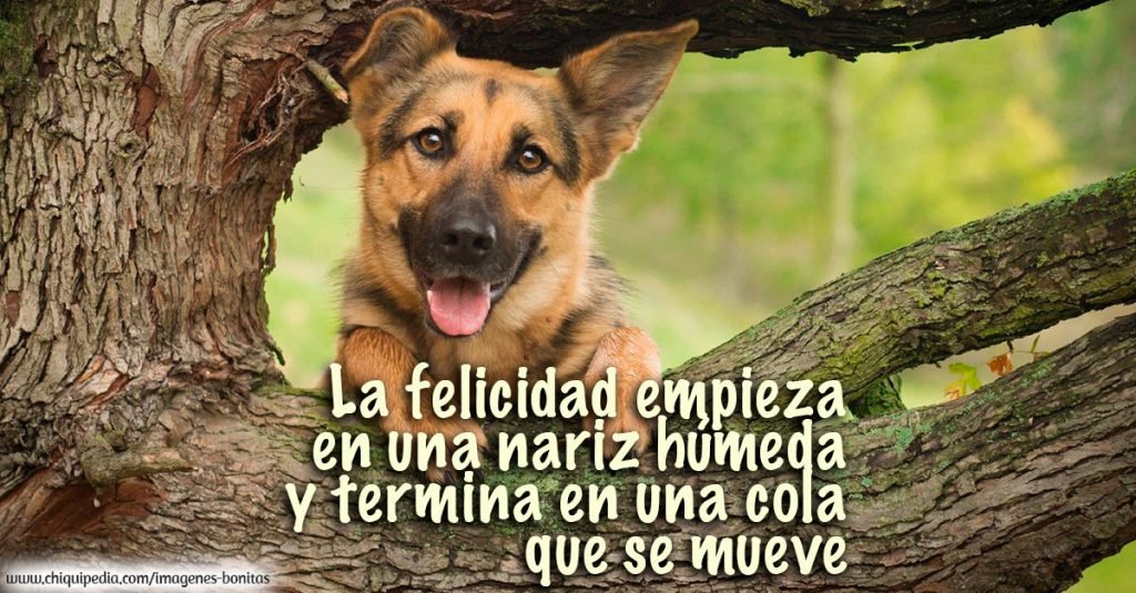 https://www.chiquipedia.com/imagenes/imagenes-perros18.jpg