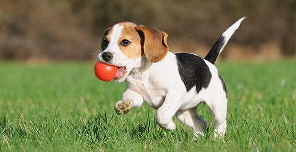 https://www.dogzhealth.com/wp-content/uploads/beagle.jpg