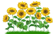 girasol-imagen-animada-0009
