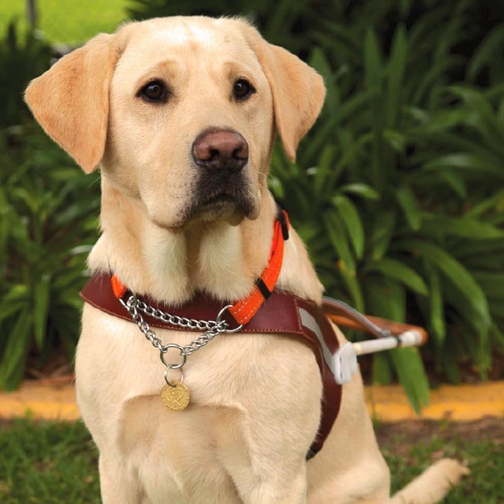 https://www.guidedogsvictoria.com.au/wp-content/uploads/2016/07/guide-dogs-mobility.jpg
