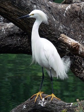 Garza Colombiana