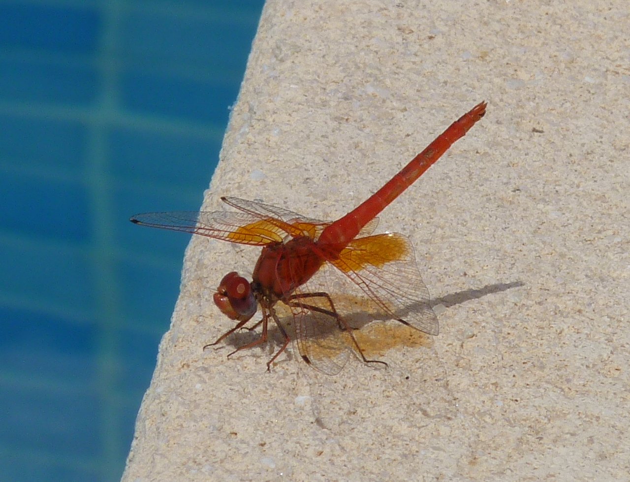 red dragonfly 181