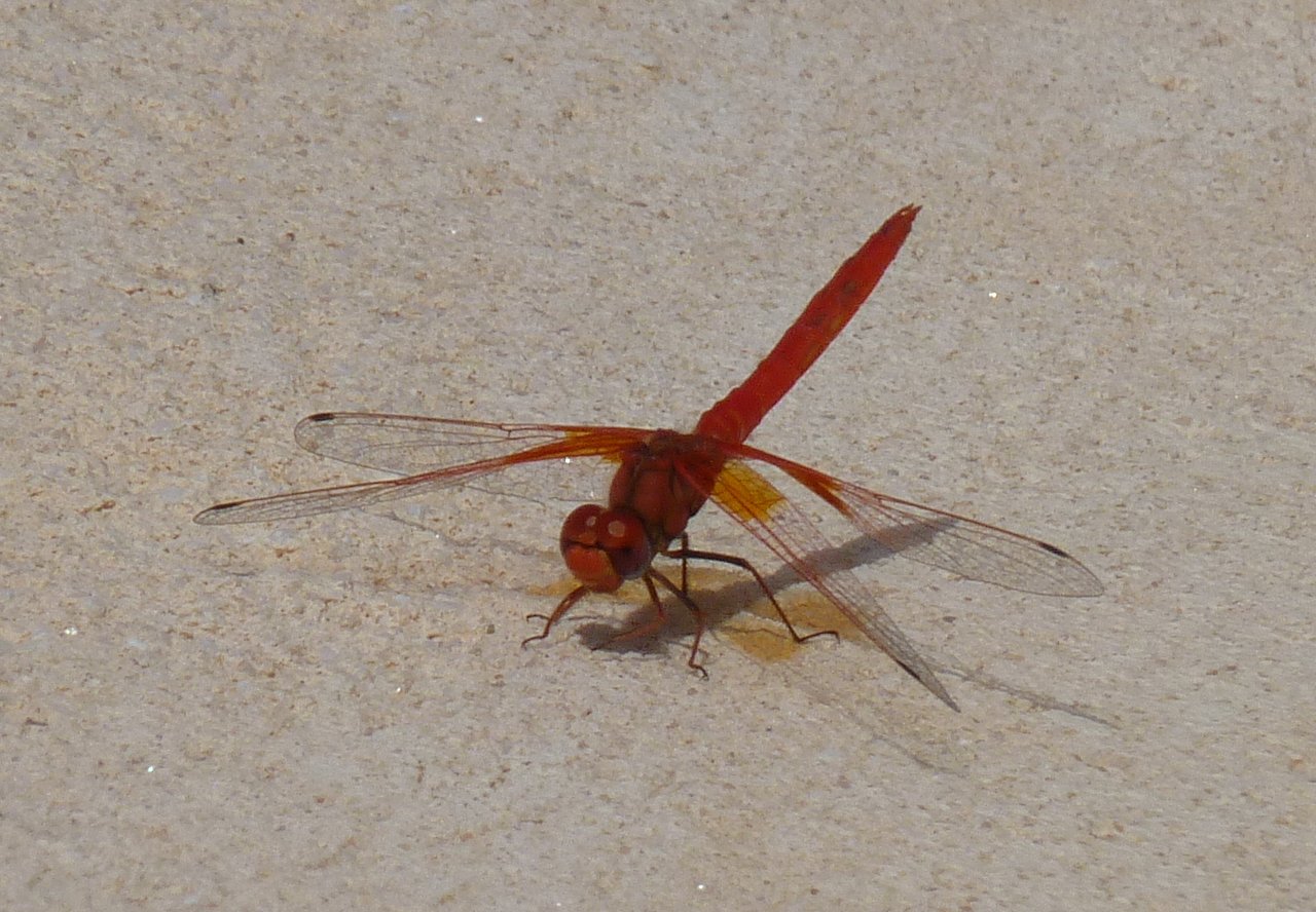 red dragonfly 184