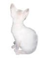 lil_image_preview.jpg