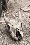 bull-skull.jpg