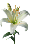 lily-7926934_1280.png