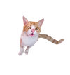 LIL Preview image
