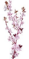 cherry-blossom-g898c46365_1280.png