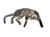 cat5.png