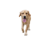 dog6.png